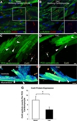 Connexin 40 Antibody in Immunohistochemistry (IHC)