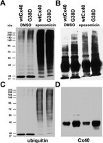 Connexin 40 Antibody in Western Blot (WB)