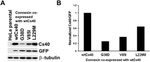 Connexin 40 Antibody in Western Blot (WB)