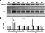 Connexin 40 Antibody in Western Blot (WB)