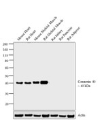 Connexin 40 Antibody