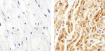 Connexin 40 Antibody in Immunohistochemistry (Paraffin) (IHC (P))