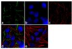 Connexin 31 Antibody in Immunocytochemistry (ICC/IF)