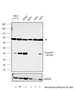 Aurora B Antibody in Western Blot (WB)