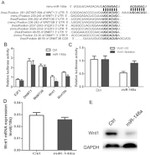 WNT1 Antibody in Western Blot (WB)