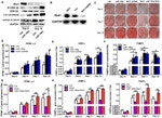 WNT1 Antibody in Western Blot (WB)