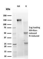 IRF3 Antibody in SDS-PAGE (SDS-PAGE)