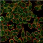 IRF3 Antibody in Immunocytochemistry (ICC/IF)