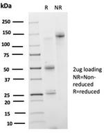 IRF3 Antibody in SDS-PAGE (SDS-PAGE)