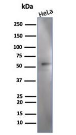 IRF3 Antibody in Western Blot (WB)