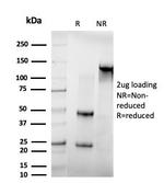 IRF3 Antibody in SDS-PAGE (SDS-PAGE)