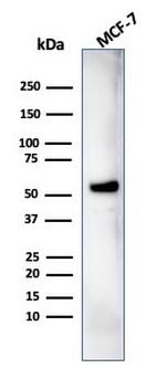 IRF3 Antibody in Western Blot (WB)