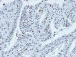 IRF3 (Transcription Factor) Antibody in Immunohistochemistry (Paraffin) (IHC (P))