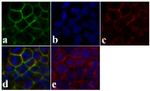 Syndecan 2 Antibody in Immunocytochemistry (ICC/IF)