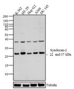 Syndecan 2 Antibody in Western Blot (WB)