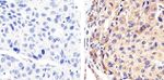 Syndecan 2 Antibody in Immunohistochemistry (Paraffin) (IHC (P))