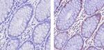 EZH2 Antibody in Immunohistochemistry (Paraffin) (IHC (P))