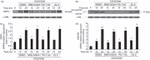 CKS1 Antibody in Western Blot (WB)