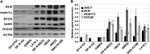 CKS1 Antibody in Western Blot (WB)