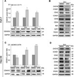 CKS1 Antibody in Western Blot (WB)