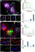 beta Amyloid Antibody in Immunocytochemistry (ICC/IF)