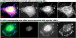 beta Amyloid Antibody in Immunocytochemistry (ICC/IF)