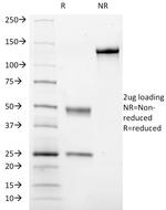 CD41a/Integrin-b (Platelet Marker) Antibody in SDS-PAGE (SDS-PAGE)