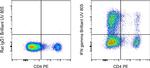 IFN gamma Antibody in Flow Cytometry (Flow)