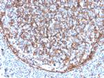 CD11b/MAC-1 Antibody in Immunohistochemistry (Paraffin) (IHC (P))