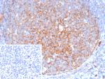 CD11b/MAC-1 (Microglial Marker) Antibody in Immunohistochemistry (Paraffin) (IHC (P))