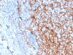 CD11b/MAC-1 (Microglial Marker) Antibody in Immunohistochemistry (Paraffin) (IHC (P))