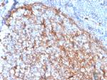 CD11b/MAC-1 (Microglial Marker) Antibody in Immunohistochemistry (Paraffin) (IHC (P))