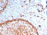 CD11b/MAC-1 Antibody in Immunohistochemistry (Paraffin) (IHC (P))