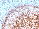 CD11b/MAC-1 (Microglial Marker) Antibody in Immunohistochemistry (Paraffin) (IHC (P))