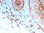 CD11b/MAC-1 (Microglial Marker) Antibody in Immunohistochemistry (Paraffin) (IHC (P))