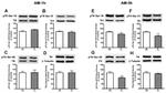 Phospho-Tyrosine Hydroxylase (Ser40) Antibody in Western Blot (WB)