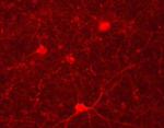 Phospho-Tyrosine Hydroxylase (Ser40) Antibody in Immunocytochemistry (ICC/IF)