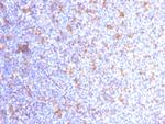 CD11c (Dendritic Cell Marker) Antibody in Immunohistochemistry (Paraffin) (IHC (P))