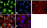 Phospho-ERK1/ERK2 (Thr202, Tyr204) Antibody in Immunocytochemistry (ICC/IF)