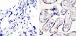 Phospho-eNOS (Ser1179) Antibody in Immunohistochemistry (Paraffin) (IHC (P))