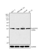 Phospho-PAX2 (Ser393) Antibody in Western Blot (WB)