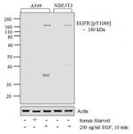 Phospho-EGFR (Tyr1086) Antibody