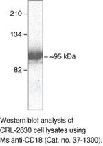 CD18 Antibody in Western Blot (WB)