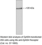 EphB4 Antibody in Western Blot (WB)