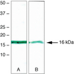 Survivin Antibody in Western Blot (WB)