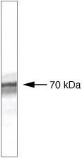 BTRC Antibody in Western Blot (WB)