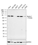 Nectin 1 Antibody in Western Blot (WB)