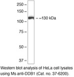 DDB1 Antibody in Western Blot (WB)