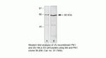 PLK1 Antibody in Western Blot (WB)