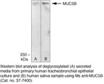 MUC5B Antibody in Western Blot (WB)